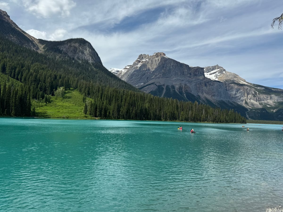 A flower blooms @ Banff National Park